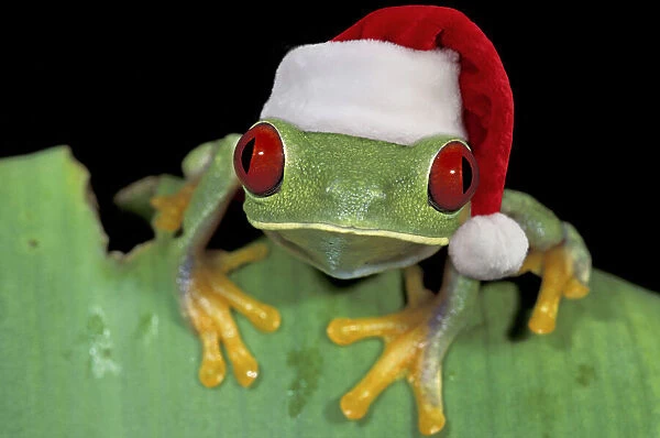 13132446. Red-eyed Leaf Frog, wearing Christmas hat Date