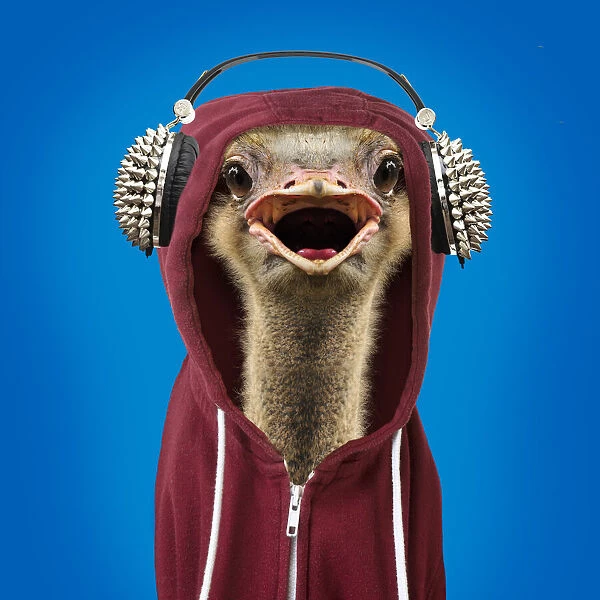 13132447. Ostrich portrait wearing a hoodie, open mouth Date