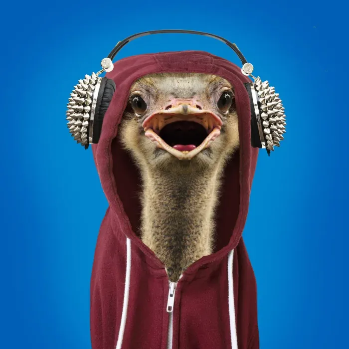 Framed Print : 13132447. Ostrich portrait wearing a hoodie, open mouth Date Framed Print : 13132447. Ostrich portrait wearing a hoodie, open mouth Date
