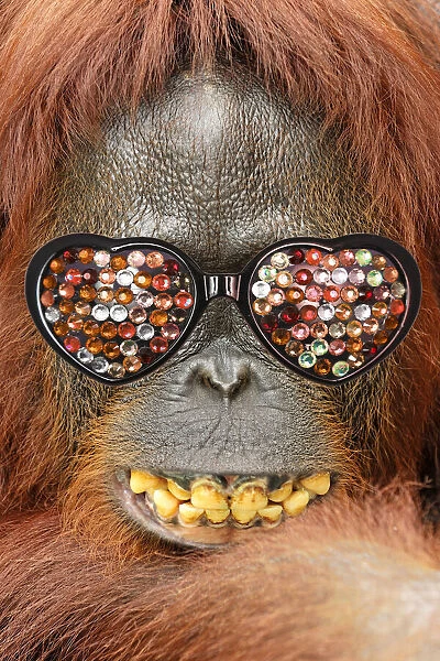 13132449. Borneo Orangutan - female smiling Date