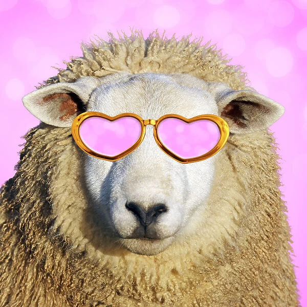 13132453. Sheep - in sunglasses Date