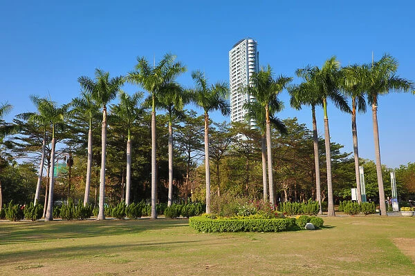 13132486. Palm trees in Central Park, Kaohsiung City, Taiwan Date