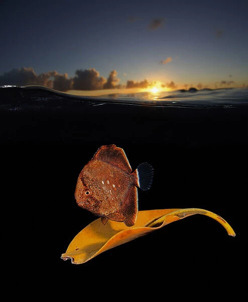 13132550. Orbicular batfish, Platax orbicularis, by sunset