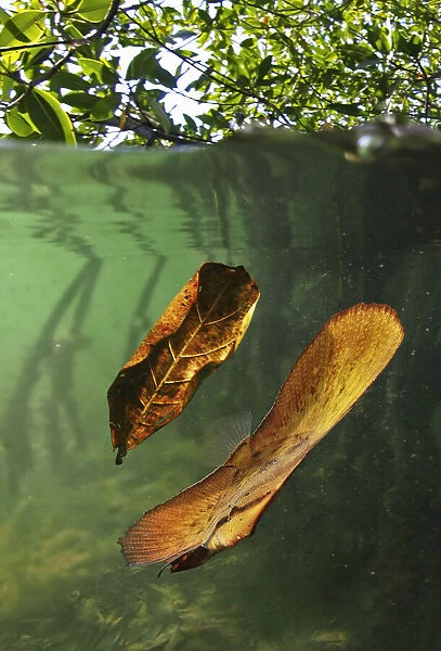 13132554. Orbicular batfish, Platax orbicularis, drifting next to a dead leaf fallen