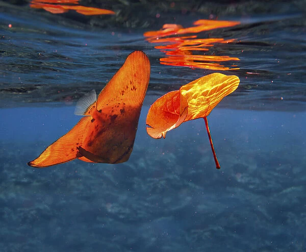 13132556. Orbicular batfish, Platax orbicularis, drifting next to a dead leaf fallen