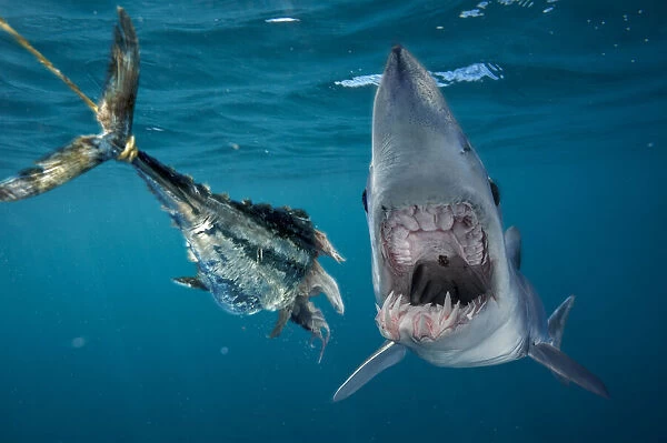 13132564. Shortfin mako shark, Isurus oxirinchus, biting the bait