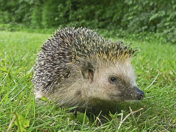 13132578. European hedgehog, Erinaceus europaeus, on grass fied