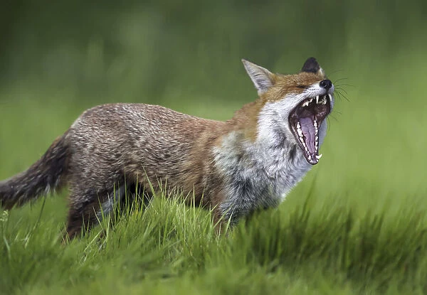 13132585. Red fox, Vulpes vulpes, yawning on grass field