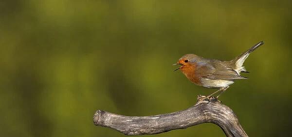 13132590. European robin, Erithacus rubecula, singing