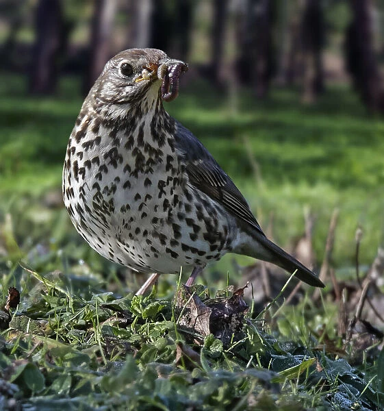 13132593. Song thrush, Turdus philomelos, with an earthworm and a caterpillar in its beak