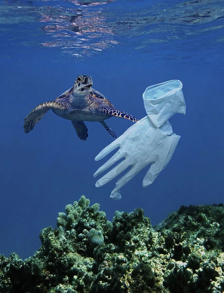 13132601. Hawksbill Turtle approaching surgical glove drifting in the ocean