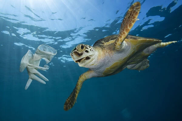 13132609. Turtle approaching surgical glove drifting in the ocean