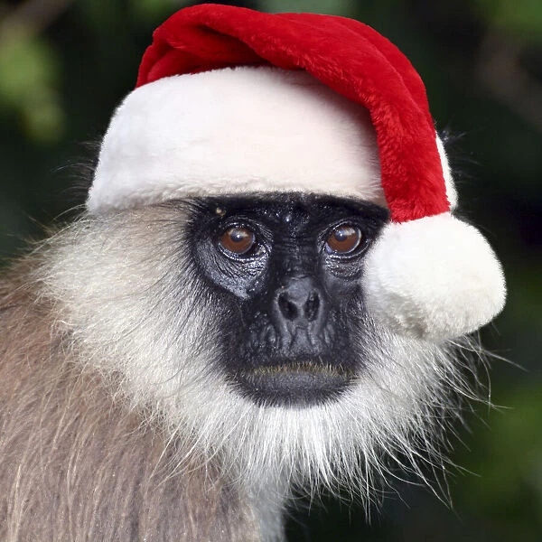 13132610. Tufted Grey Langur wearing Christmas hat Date