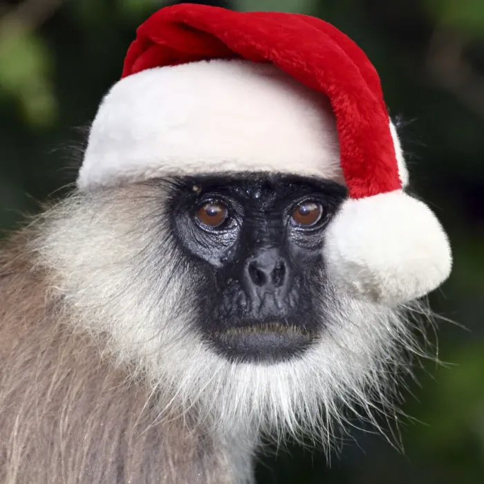 Framed Print : 13132610. Tufted Grey Langur wearing Christmas hat Date Framed Print : 13132610. Tufted Grey Langur wearing Christmas hat Date