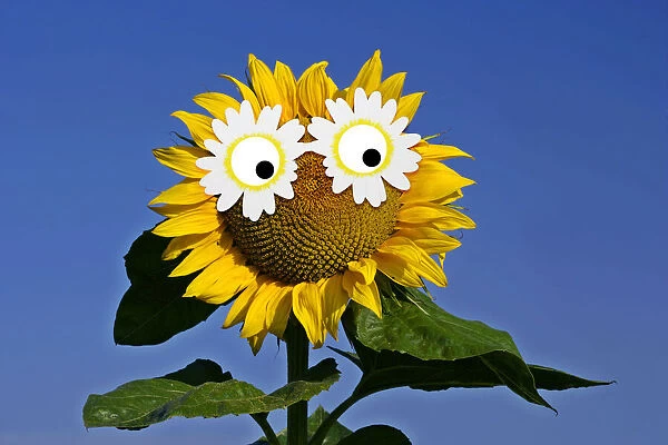 13132613. Sunflower, single flower against blue sky with daisy sunglasses Date