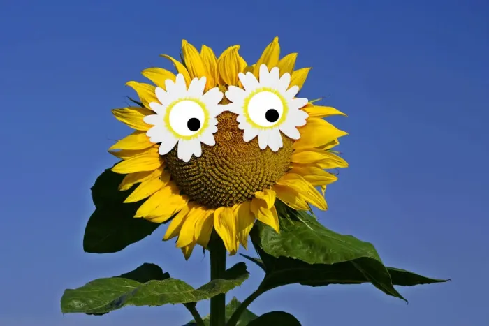 Framed Print : 13132613. Sunflower, single flower against blue sky with daisy sunglasses Date Framed Print : 13132613. Sunflower, single flower against blue sky with daisy sunglasses Date
