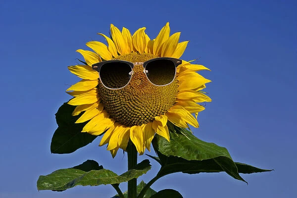 13132614. Sunflower, single flower against blue sky with sunglasses Date