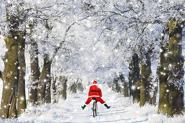 13132616. Father Christmas riding bicycle through Oak trees covered in snow in winter Date