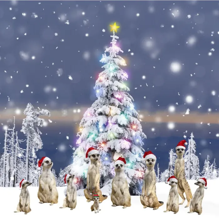 Framed Print : 13132620. Meerkats Framed Print : 13132620. Meerkats