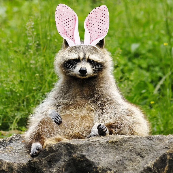 13132623. Raccoon with bunny ears Date