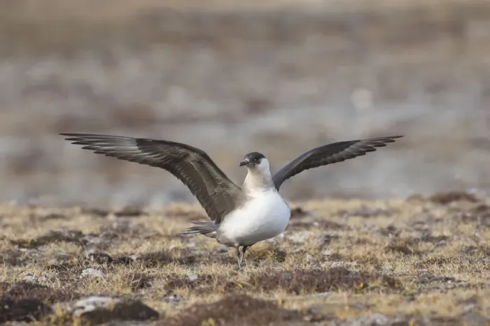 Framed Print : 13132627. Arctic Skua, Parasitic Jaeger - adult bird flapping its wings - Norway Date Framed Print : 13132627. Arctic Skua, Parasitic Jaeger - adult bird flapping its wings - Norway Date
