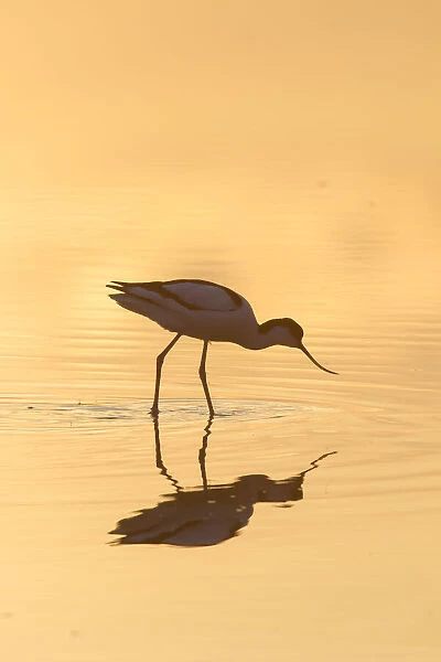 13132628. Avocet - bird in shallow water at sunset - Germany Date