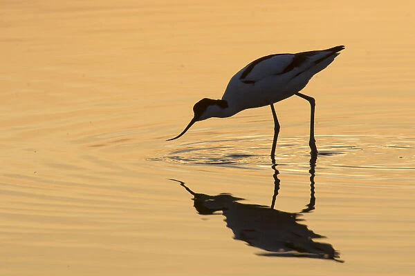 13132629. Avocet - bird in shallow water at sunset - Germany Date