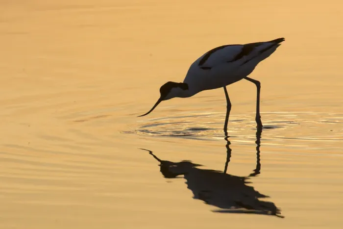 Framed Print : 13132629. Avocet - bird in shallow water at sunset - Germany Date Framed Print : 13132629. Avocet - bird in shallow water at sunset - Germany Date