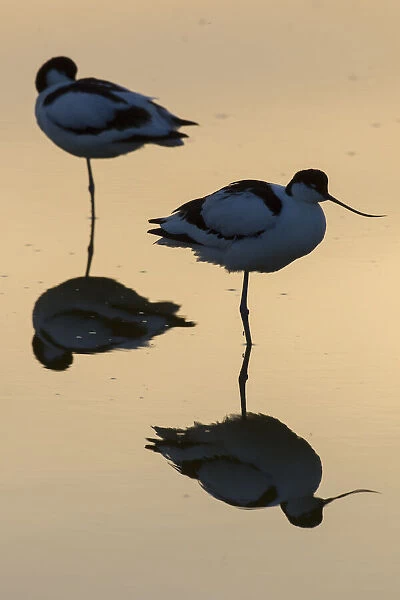 13132630. Avocet - pair in shallow water at sunset - Germany Date