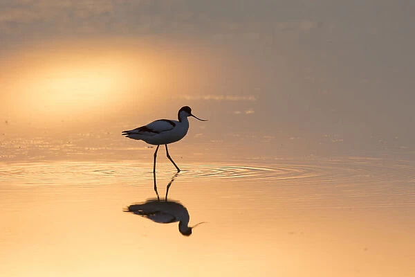 13132631. Avocet - bird in shallow water at sunset - Germany Date
