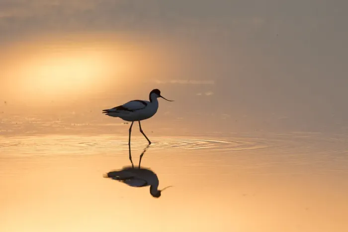 Framed Print : 13132631. Avocet - bird in shallow water at sunset - Germany Date Framed Print : 13132631. Avocet - bird in shallow water at sunset - Germany Date