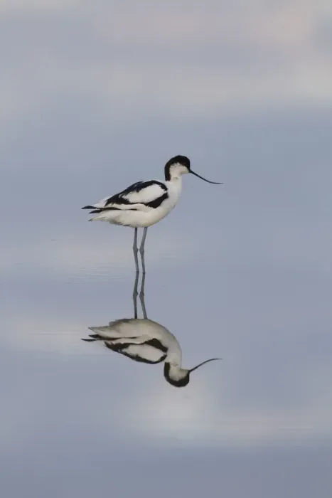 Framed Print : 13132634. Avocet - bird in shallow water - Germany Date Framed Print : 13132634. Avocet - bird in shallow water - Germany Date