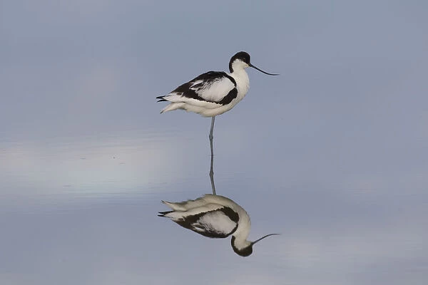 13132635. Avocet - bird in shallow water - Germany Date