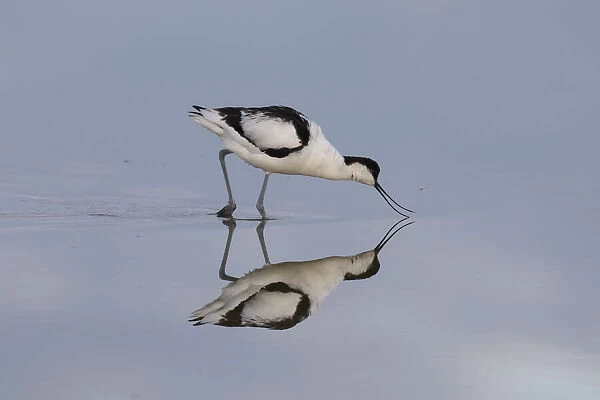 13132636. Avocet - bird in shallow water - Germany Date