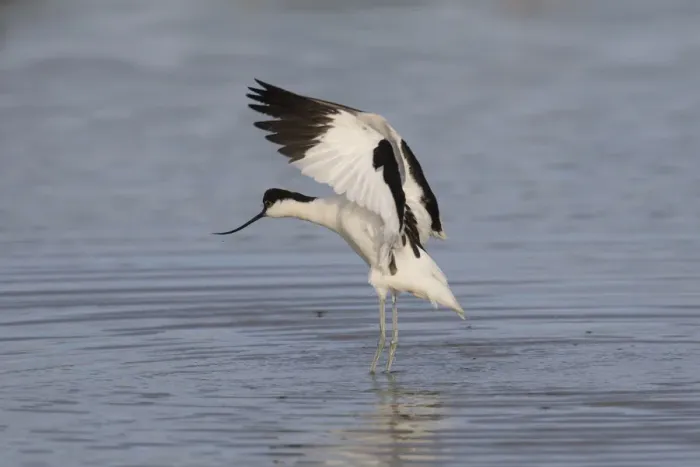 Framed Print : 13132637. Avocet - adult bird flapping its wings - Germany Date Framed Print : 13132637. Avocet - adult bird flapping its wings - Germany Date