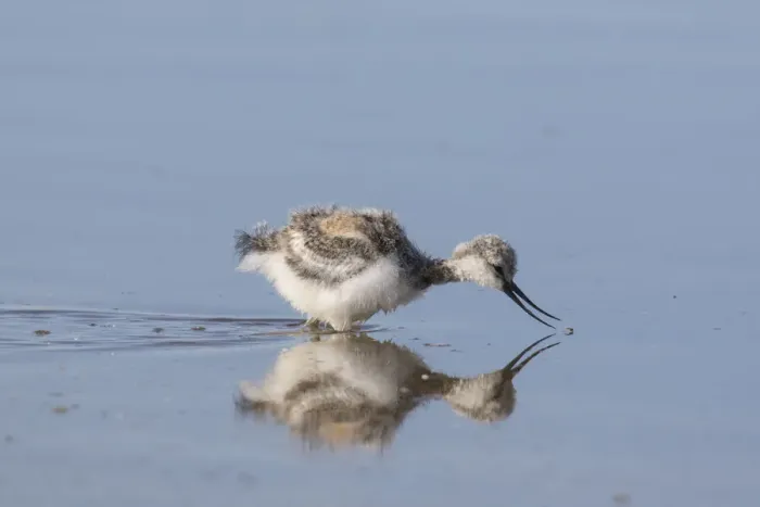 Framed Print : 13132638. Avocet - chick in shallow water - Germany Date Framed Print : 13132638. Avocet - chick in shallow water - Germany Date