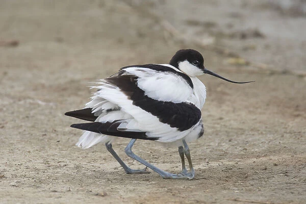 13132639. Avocet - female gathering its chick under its wings - Germany Date