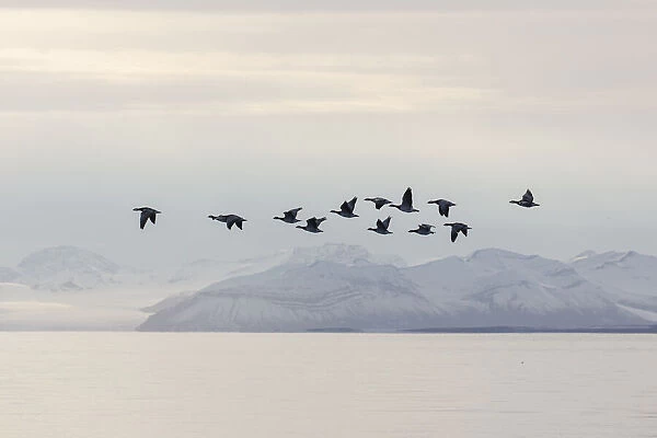 13132641. Barnacle Goose - flock in flight in actic landscape - Norway Date