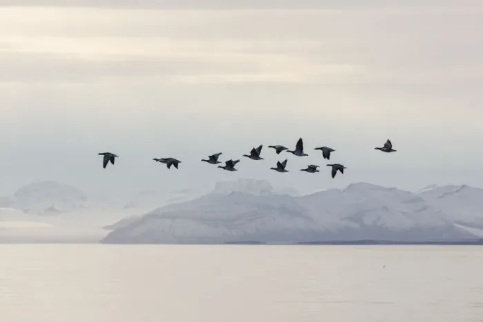Framed Print : 13132641. Barnacle Goose - flock in flight in actic landscape - Norway Date Framed Print : 13132641. Barnacle Goose - flock in flight in actic landscape - Norway Date