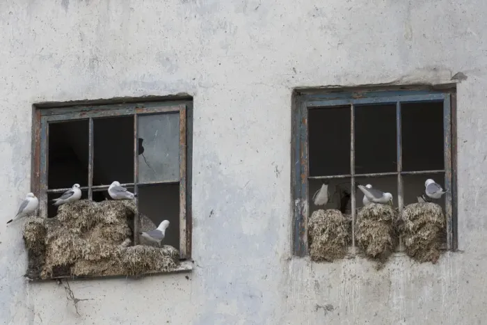 Framed Print : 13132645. Black-legged Kittiwake - nesting on a window frame - Svalbard, Norway Date Framed Print : 13132645. Black-legged Kittiwake - nesting on a window frame - Svalbard, Norway Date