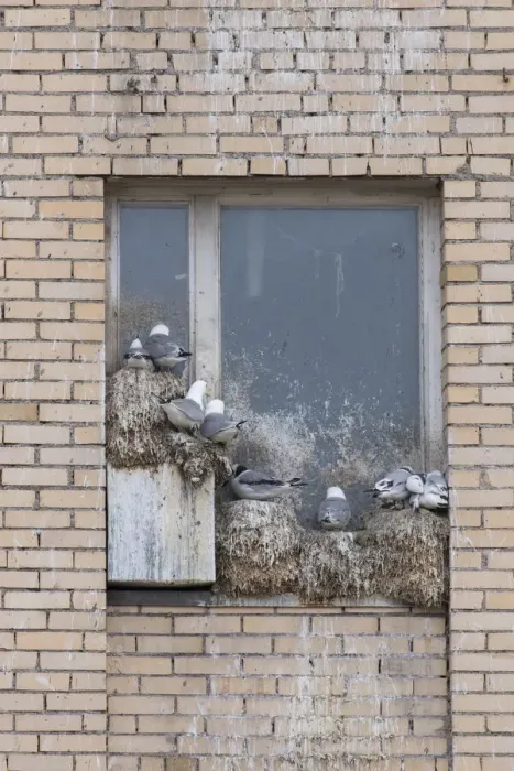 Framed Print : 13132647. Black-legged Kittiwake - nesting on a window frame - Svalbard, Norway Date Framed Print : 13132647. Black-legged Kittiwake - nesting on a window frame - Svalbard, Norway Date