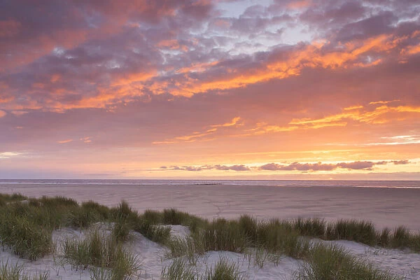 13132648. Dune at sunset - isle of Texel - Netherlands Date