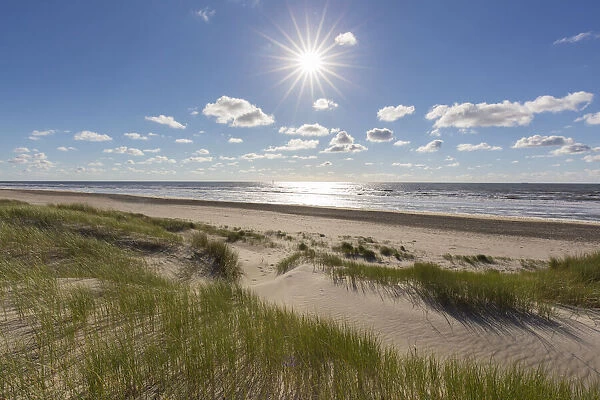 13132649. Dune landscape - isle of Texel - Netherlands Date