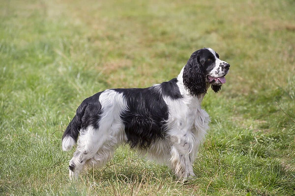 13132650. English Springer Spaniel - adult dog standing in a meadow - Germany Date