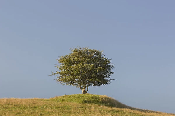 13132654. Hawthorn, May - lonely tree, summer - Sweden Date