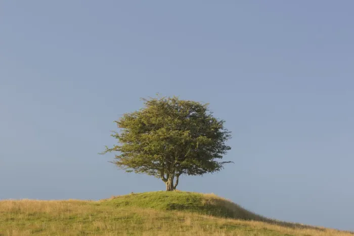 Framed Print : 13132654. Hawthorn, May - lonely tree, summer - Sweden Date