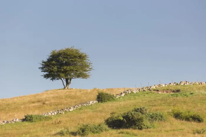Framed Print : 13132655. Hawthorn, May - lonely tree, summer - Sweden Date Framed Print : 13132655. Hawthorn, May - lonely tree, summer - Sweden Date