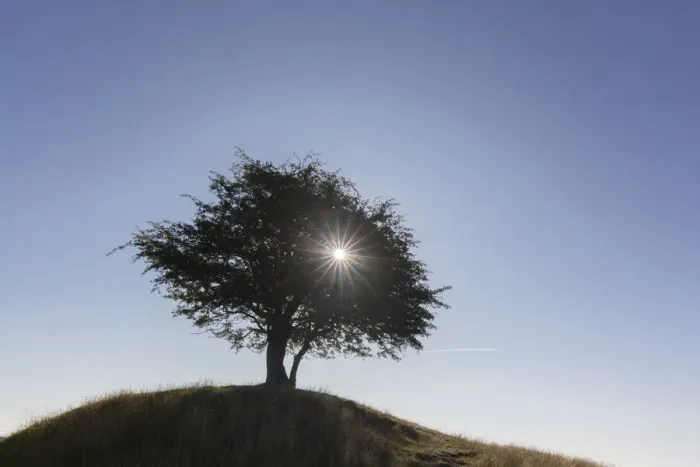 Framed Print : 13132657. Hawthorn, May - lonely tree, summer - Sweden Date Framed Print : 13132657. Hawthorn, May - lonely tree, summer - Sweden Date