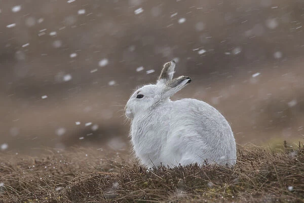 13132665. Mountain Hare - adult hare in winter coat - Cairngorms National park