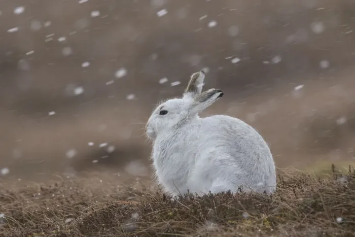 Framed Print : 13132665. Mountain Hare - adult hare in winter coat - Cairngorms National park Framed Print : 13132665. Mountain Hare - adult hare in winter coat - Cairngorms National park